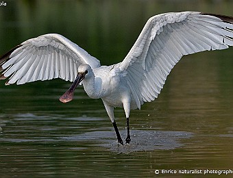 Animali 476